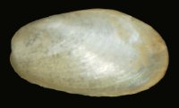 Bivalve juvenil